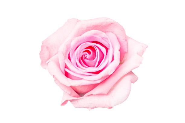 schöne rosa rose knospe isoliert auf weißem hintergrund - flower purple macro bud stock-fotos und bilder