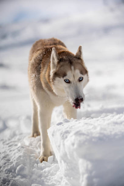 istock A huskywolf in the snow 1307393822