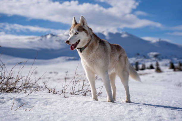 istock A huskywolf in the snow 1307393845