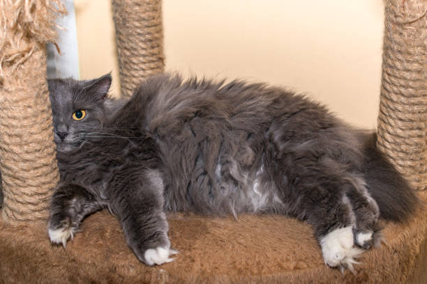 istock Beautiful gray cat with yellow eyes lies on the sofa with scratching posts 1307394321