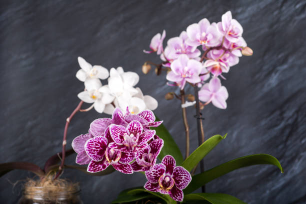 Phalaenopsis orchid miniature hybrids
