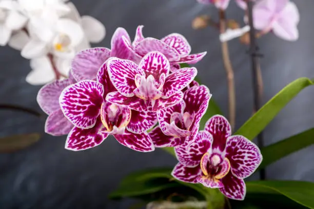 Phalaenopsis orchid miniature hybrid named Litte Kolibri Bolivia