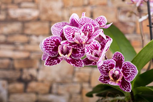 Phalaenopsis orchid miniature hybrid named Litte Kolibri Bolivia