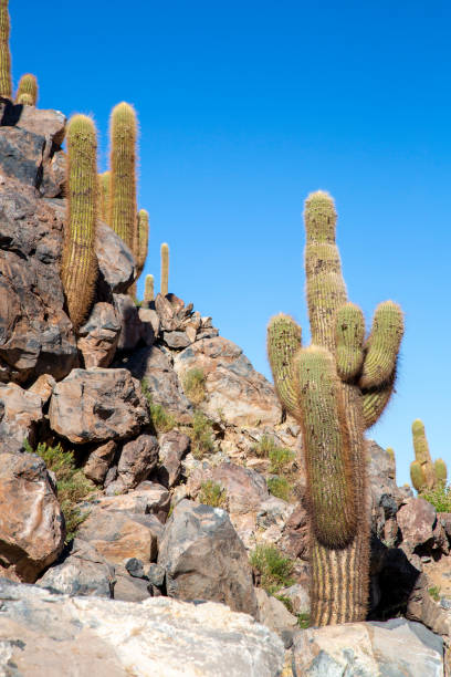 Atacama Cactus stock photo