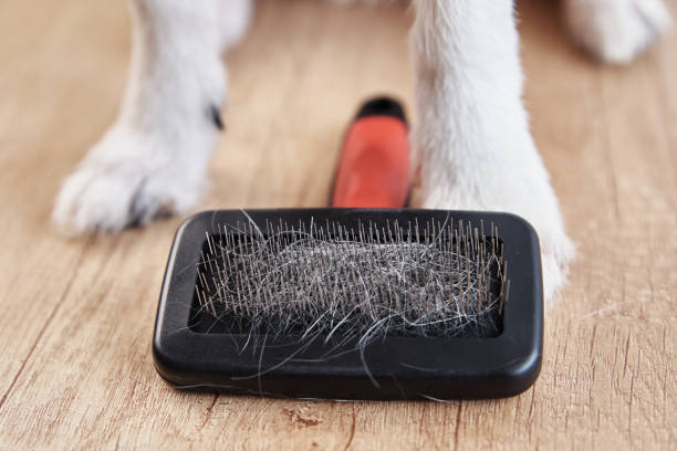 istock Pet brushing. Dog paws and comb with hairs, closeup 1307395957