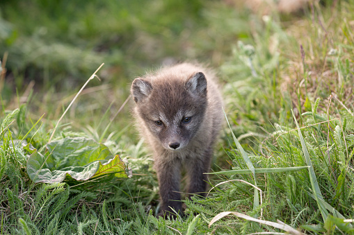 Close-up of a cute Arctic fox cub in the meadow, Iceland.