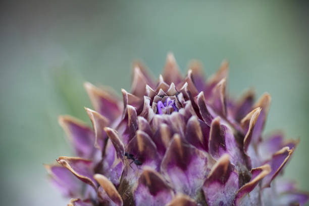 A type of thistle, this plant has health benefits