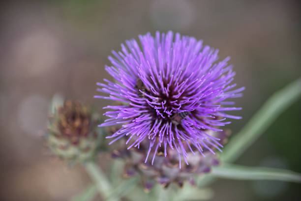 A type of thistle, this plant has health benefits