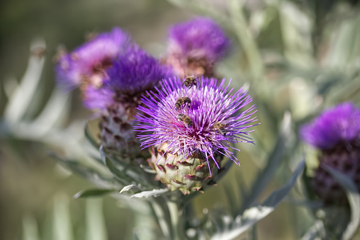 A type of thistle, this plant has health benefits