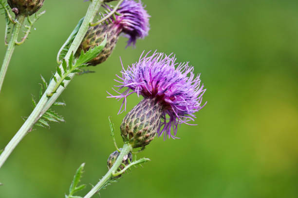 Blooming greater knapweed flower (Centaurea scabiosa). Selective focus.
