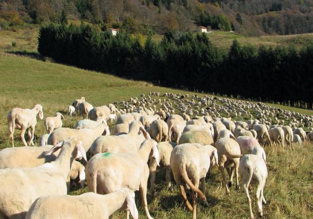 istock IMMUNITY of flock or HERD Immunity against diseases and viruses 1307399764