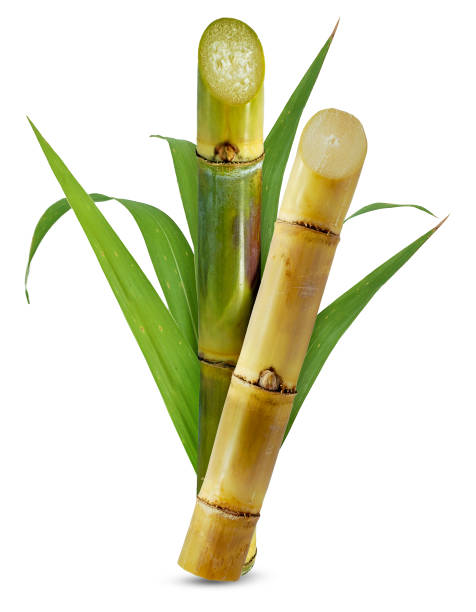 сахарного тростника изолированы на белом фоне - bamboo стоковые фото и изображения