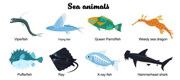 illustrazioni stock, clip art, cartoni animati e icone di tendenza di insieme di abitanti sottomarini - pesce volante immagine