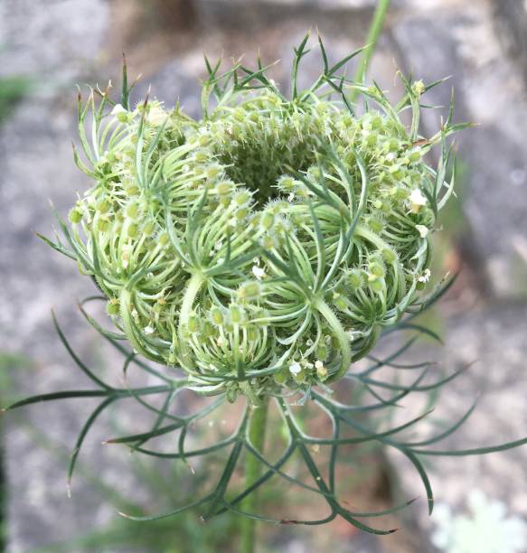 istock Queen Anne’s Lace closed 1307401081