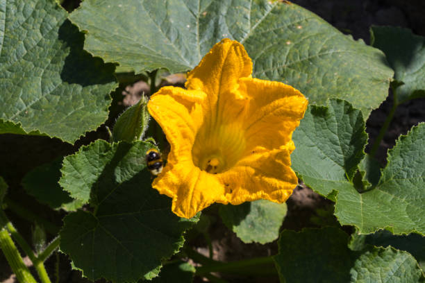 istock Planting pumpkin until harvest 1307401136