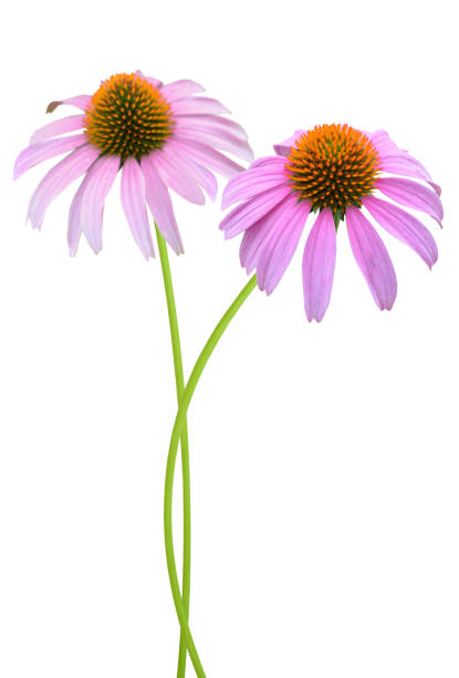 istock A blooming Echinacea purpurea, coneflowers flower branches 1307401321