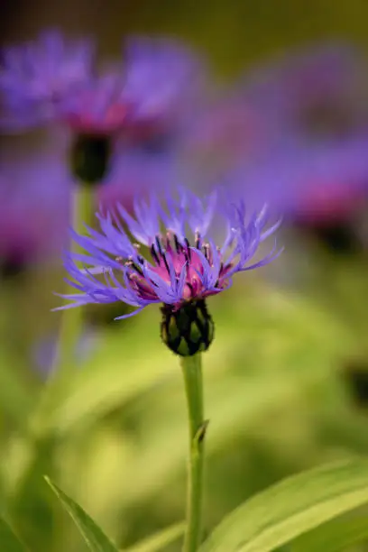 Photo of Close up view of blooming cornflowers on grassy meadow