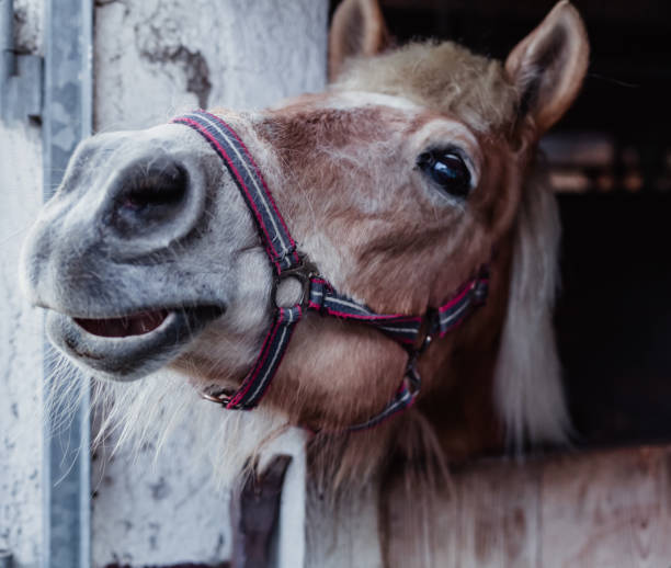istock horse in a barn on a rural farm 1307401696