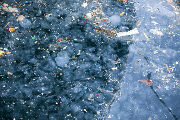 istock Jellyfish and waste.Marmara sea Istanbul. 1307402805