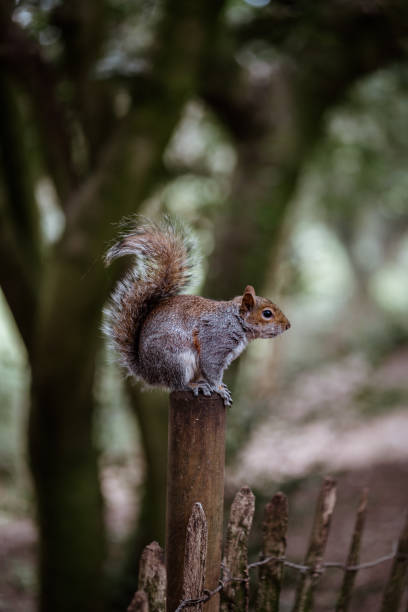 istock Gray Squirrel, sitting on a wooden post 1307403009