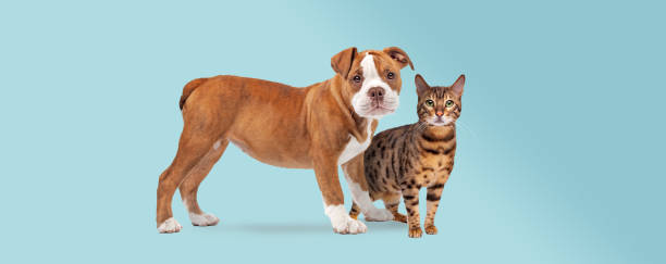 bulldog puppy and a tabby cat standing in front of a light blue background bulldog puppy and a tabby cat standing in front of a light blue background both staring at the camera bulldog photos stock pictures, royalty-free photos & images
