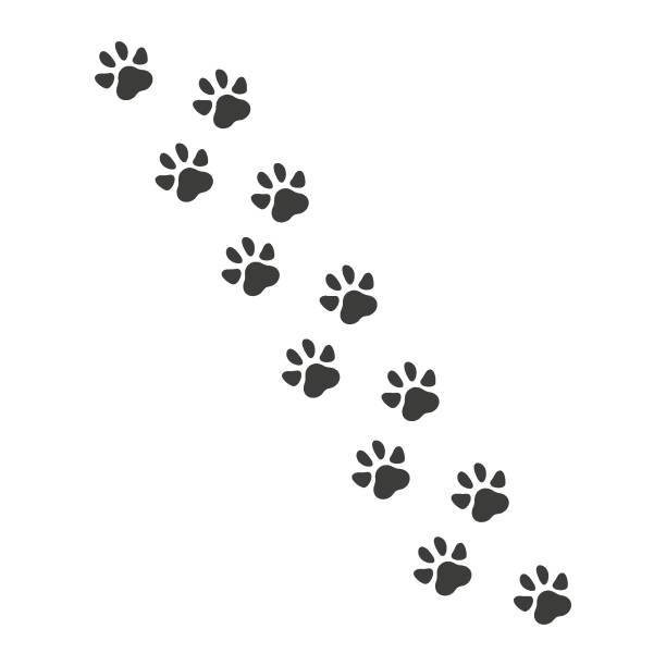 istock Pet paw footprints icon. Animal track sign. 1307403871