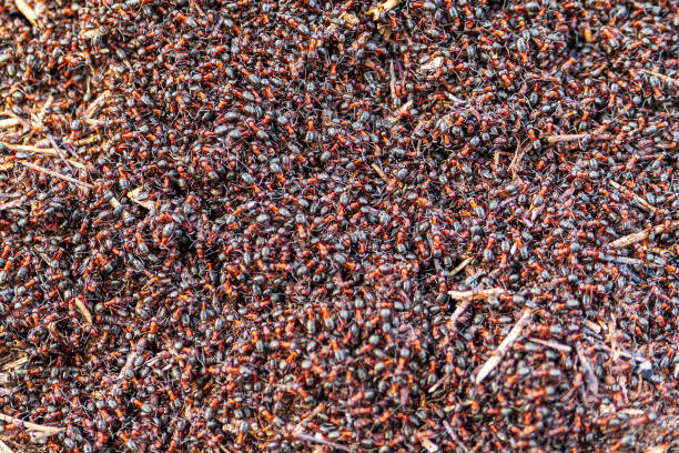istock A huge cluster of forest ants. 1307404190