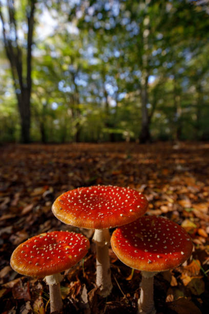 フライアガリック - toadstool fly agaric mushroom mushroom forest ストックフォトと画像