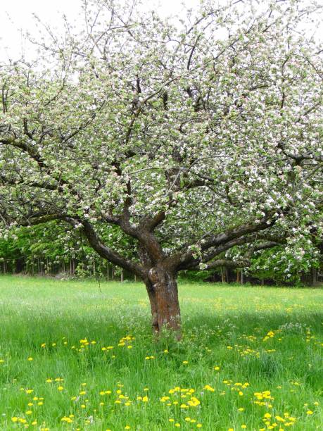 istock Bavaria, Upper Franconia, orchards 1307409053