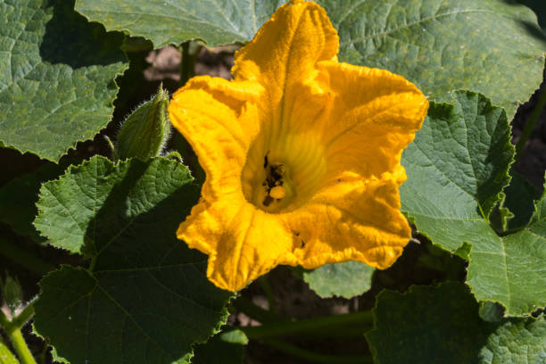 istock Planting pumpkin until harvest 1307409178