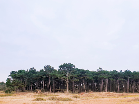 Ameland, the Netherlands - September 16, 2020: Looking at the edge of a small pine tree forest in a wildlife reserve area on Wadden island Ameland.