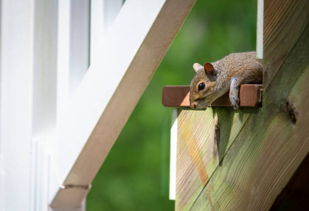 istock Eastern gray squirrel peaks over some outdoor steps 1307409979