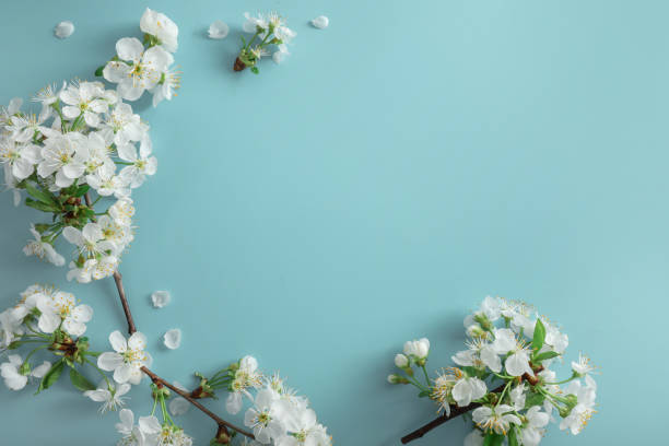 istock Beautiful blooming cherry branches on blue background. Top view. Copy space. 1307409983