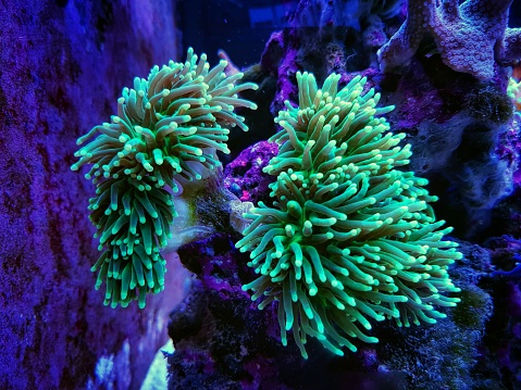 Euphyllia Torch is one of the most beautiful addition for coral reef aquarium tank