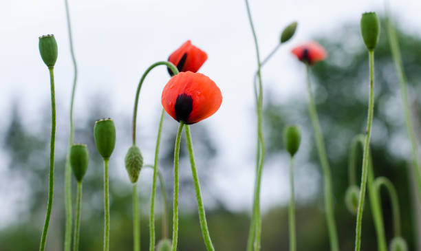 istock Field poppies after rain 1307410622