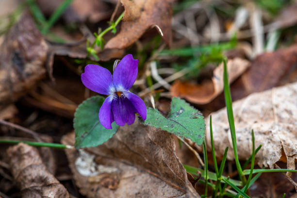 istock Speedwell flower in the springtime 1307411028