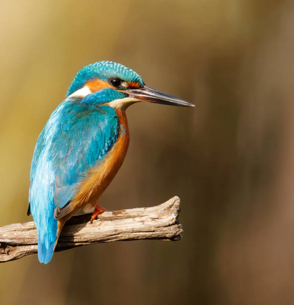 Vibrant kingfisher sits perched on a branch, overlooking a serene body of water, enjoying the tranquility of its natural habitat in India