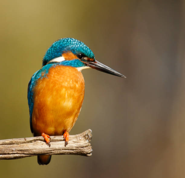 istock Common Kingfisher ( Alcedo atthis) Male 1307413728