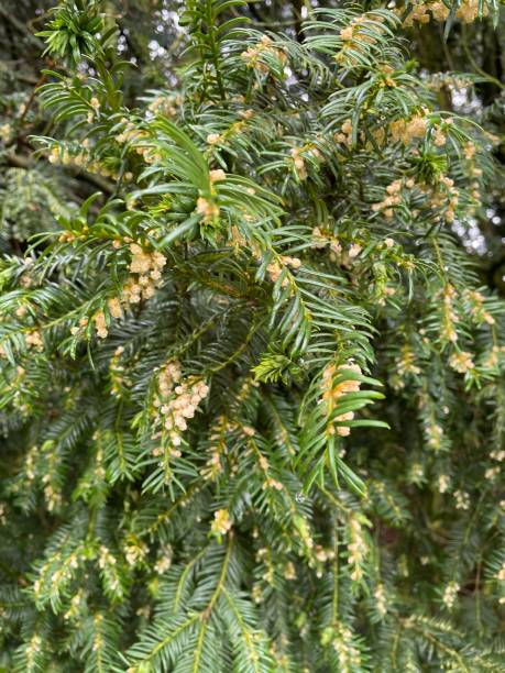 istock Male yew tree, Males have small spherical structures that release clouds of pollen when they mature. 1307413844