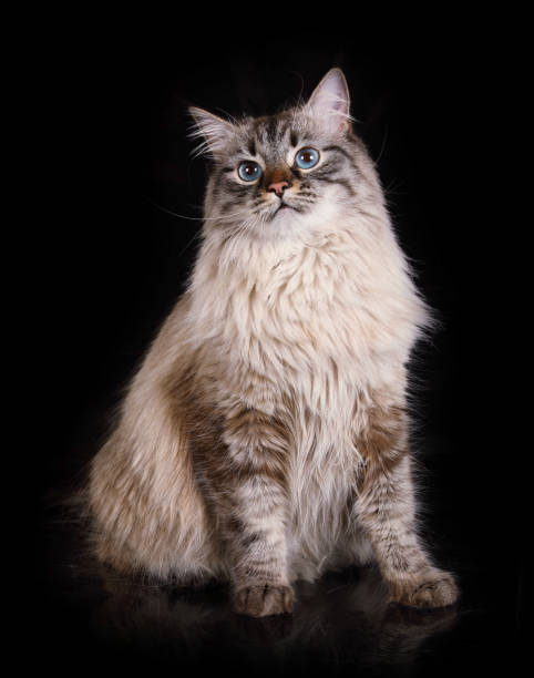 istock Lovely Siberian cat sitting on a black background 1307413914