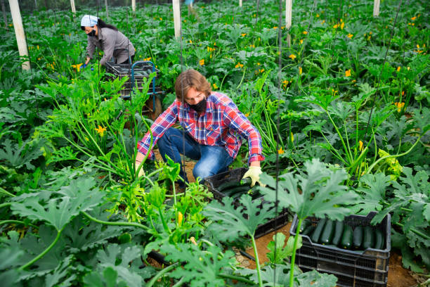 istock farmers cultivating courgettes in hothouse during coronavirus 1307413932
