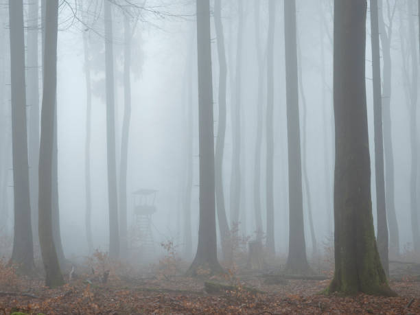 istock A beautiful picture of trees in the mist 1307414087