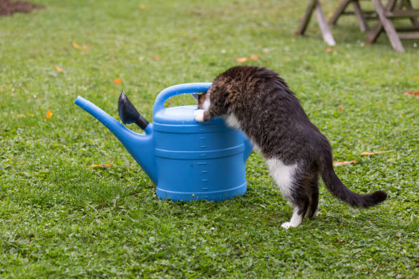thirsty tabbi cat drinking water of blue watering can standing on lawn