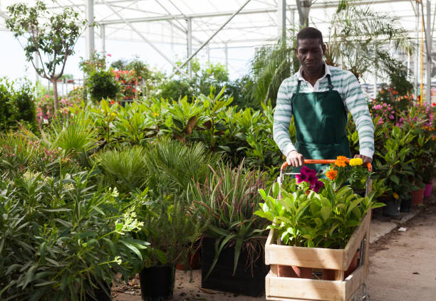 istock Gardener pushing cart with potted plants 1307414990