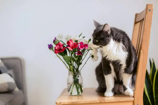 Photo of Big gray and white cat on a chair with a bouquet of flowers