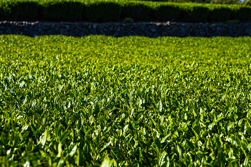 Close up green tea field in Shizuoka Japan.