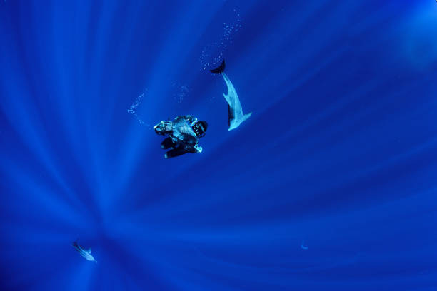 fotos de mergulhador e nada com um golfinho selvagem nas águas profundas do havaí - mergulho autónomo - fotografias e filmes do acervo