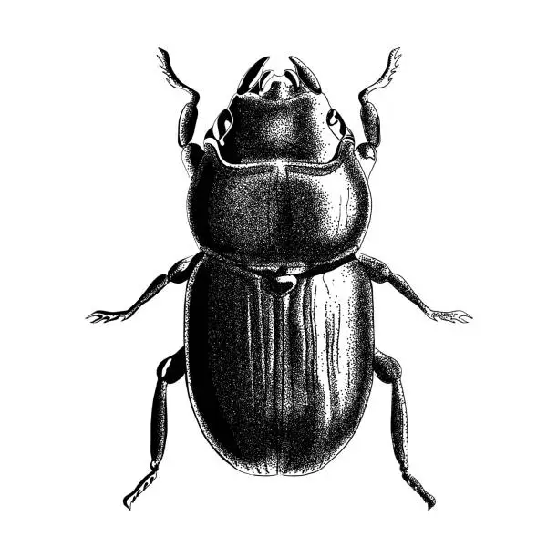 Vector illustration of Engraved bug illustration. Beetle sketch vector in stipple style. Tattoo concept.