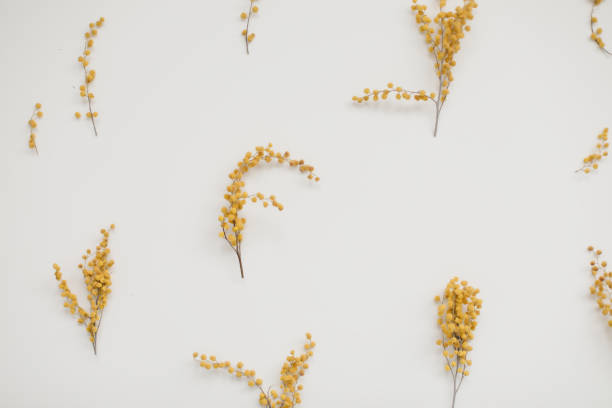 istock Flowers composition. Yellow mimosa flowers on white background 1307420264