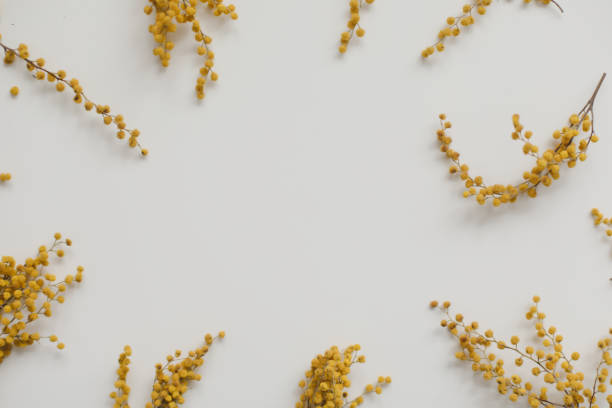 istock Flowers composition. Yellow mimosa flowers on white background 1307420813